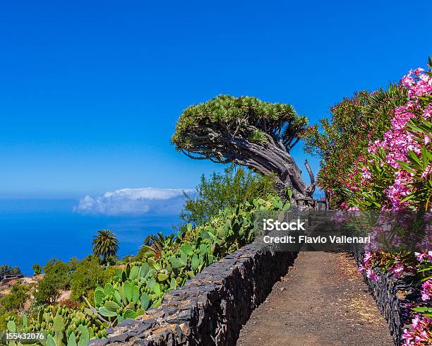 Amostra De La Palma Ilhas Canárias - Fotografias de stock e mais imagens de Ilhas Canárias - Ilhas Canárias, Árvore sangue de dragão, Agavaceae Agave