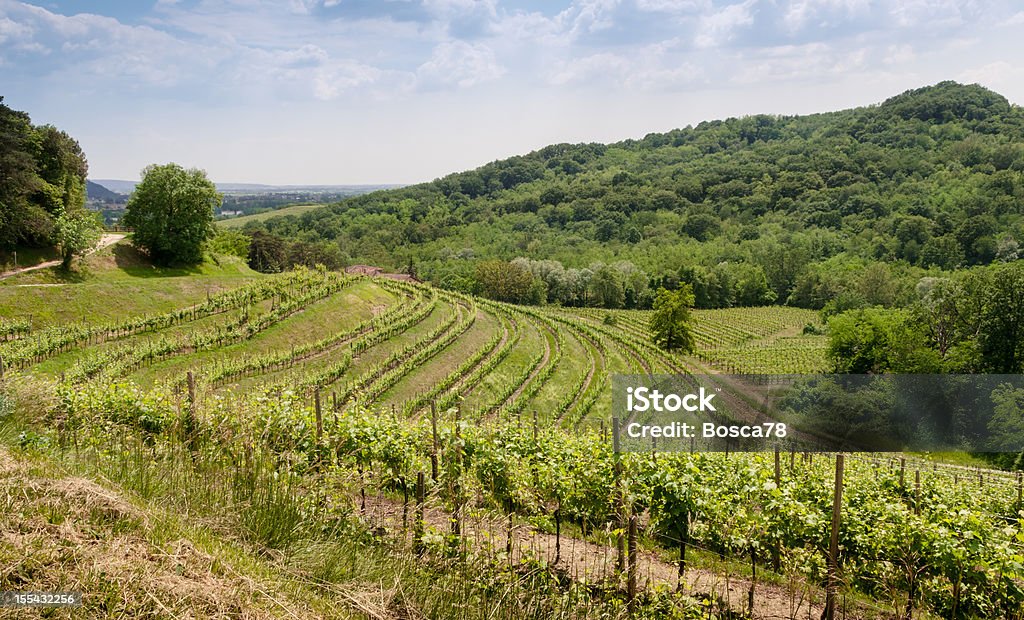 Bella panorama di vigneti nel nord Italia - Foto stock royalty-free di Azienda vinicola