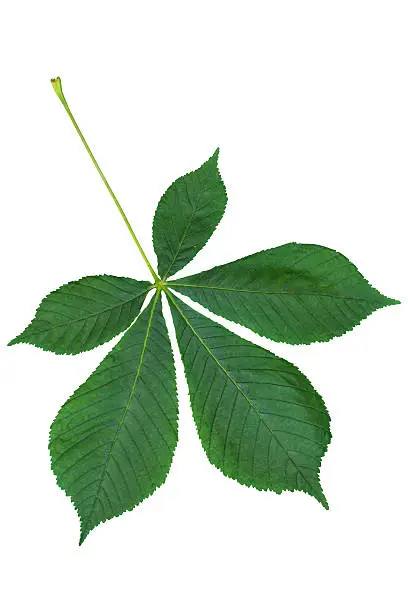 Chestnut leaf isolated on white with clipping path, from European forest.