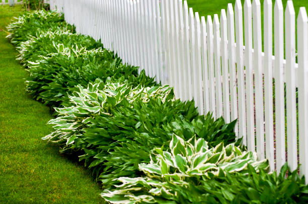 Hosta and Picket Fence  hosta photos stock pictures, royalty-free photos & images