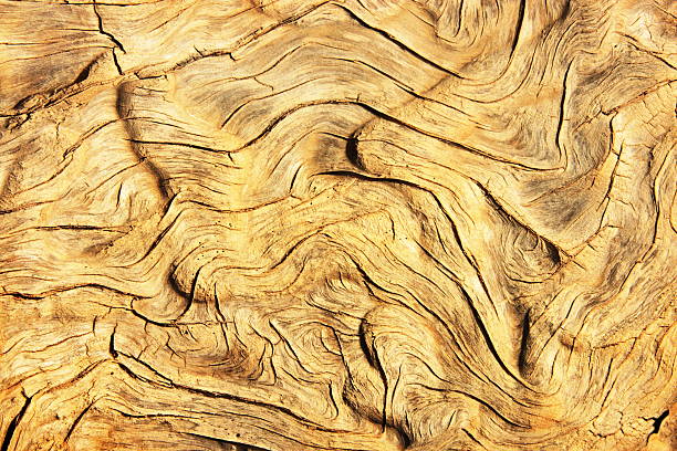 dead-wood grain-wacholder - grooved stock-fotos und bilder