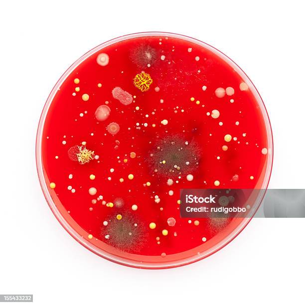 Micro 物質 - シャーレのストックフォトや画像を多数ご用意 - シャーレ, 白背景, バクテリア