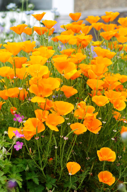 istock California Poppies Growing With Other Flowers 155433236