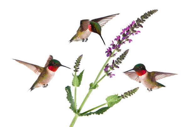 três ruby colibris idolated na garganta-branca - throated imagens e fotografias de stock