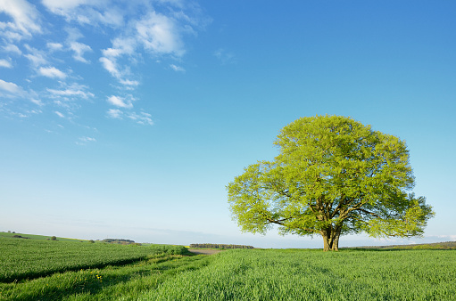 Green tree flying in a meadow against a blue sky with clouds