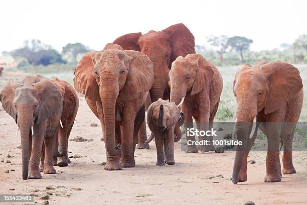 Angry Elephant Herd On The Dirt Road Interception Safari Car Stock Photo - Download Image Now