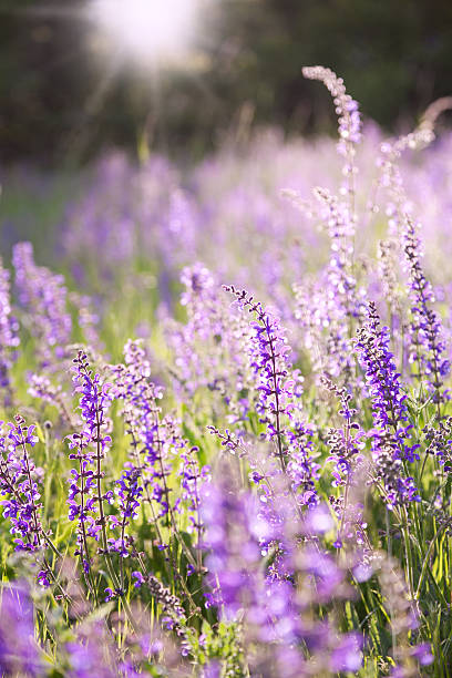istock illuminated purple flower meadow 155433642