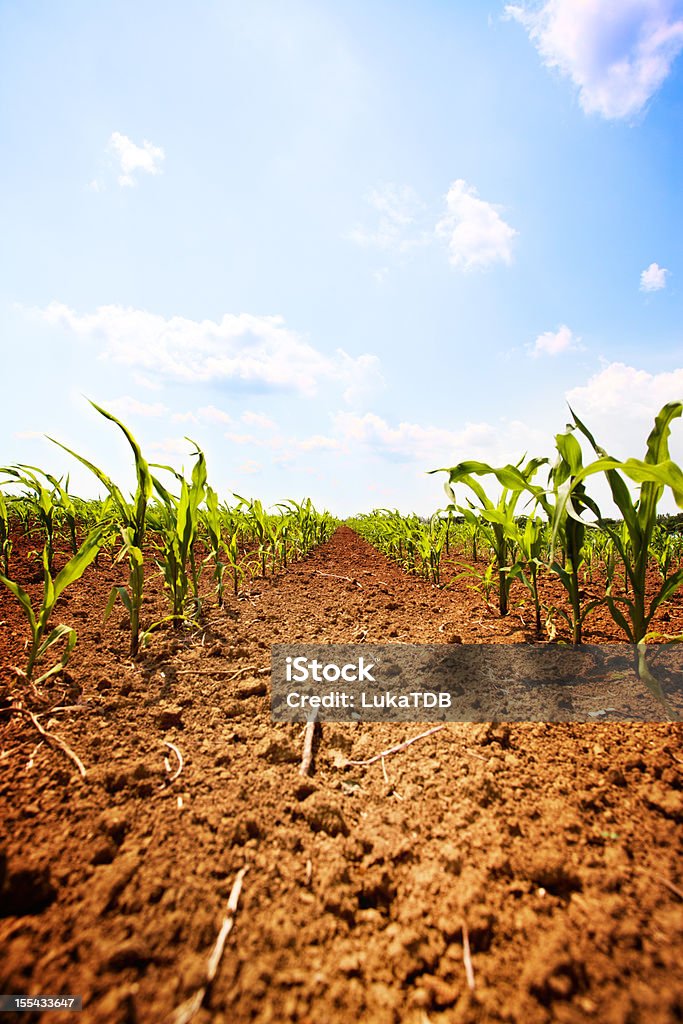 Champ de maïs et bleu ciel nuageux - Photo de Agriculture libre de droits