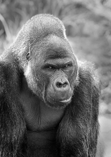 Male Lowland Gorilla stock photo