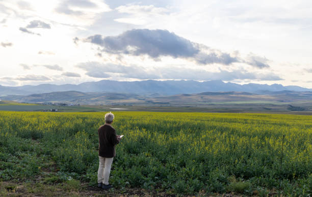 istock Farmer looks towards canola field, mountains distant 1554342897