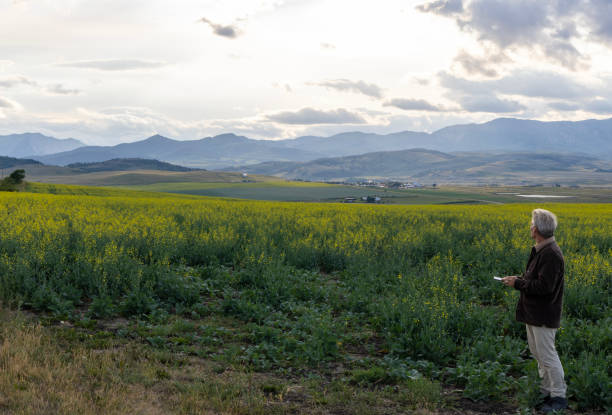 istock Farmer looks towards canola field, mountains distant 1554342898