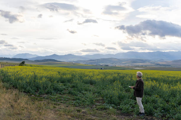 istock Farmer looks towards canola field, mountains distant 1554342899