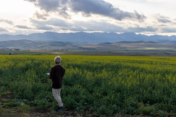 istock Farmer looks towards canola field, mountains distant 1554342900