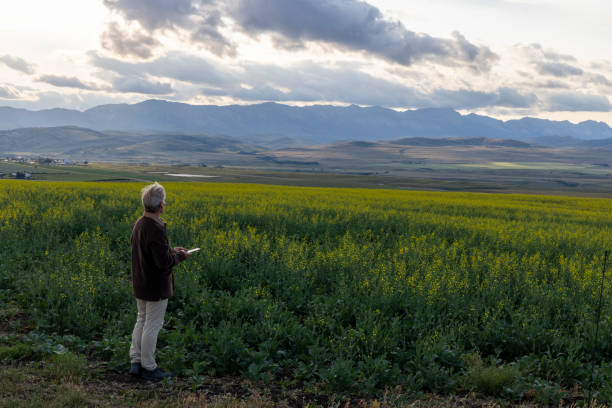 istock Farmer looks towards canola field, mountains distant 1554344954