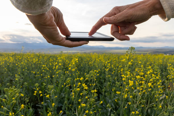 istock Farmer uses digital tablet in canola field, mountains distant 1554344956