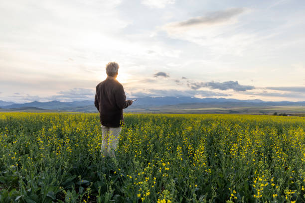 istock Farmer looks towards canola field, mountains distant 1554346495
