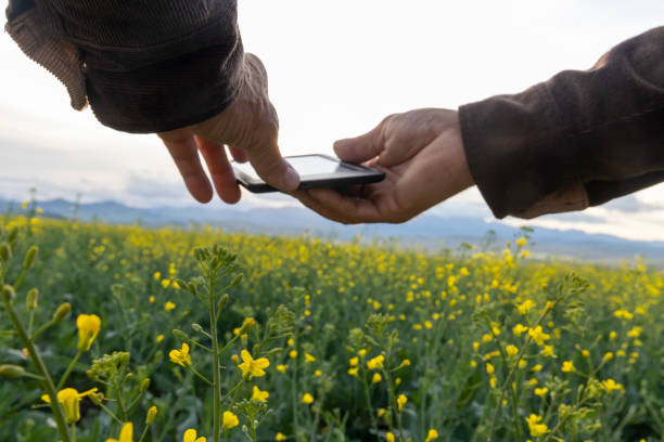 istock Farmer uses digital tablet in canola field, mountains distant 1554346496