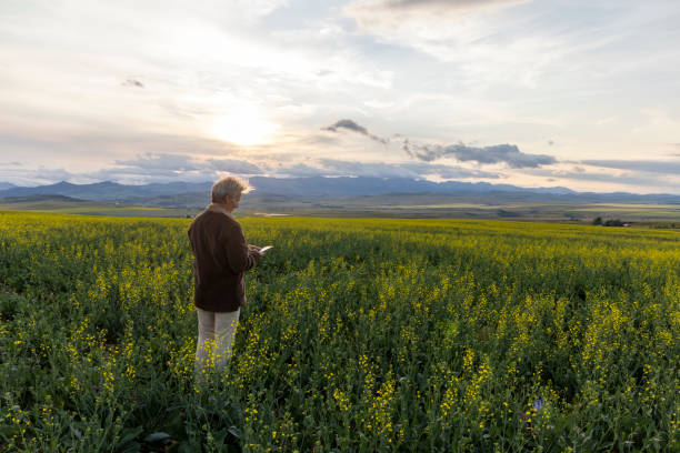 istock Farmer looks towards canola field, mountains distant 1554348035