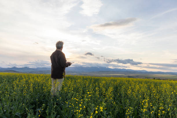 istock Farmer looks towards canola field, mountains distant 1554348036