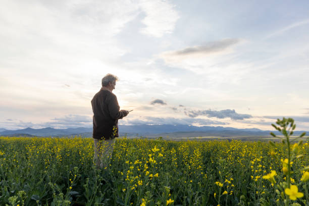 istock Farmer looks towards canola field, mountains distant 1554348037