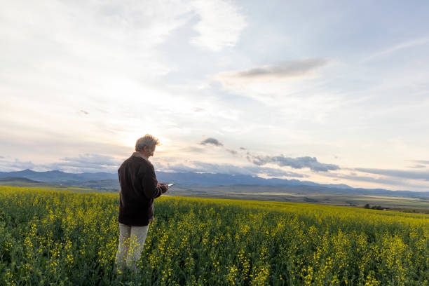istock Farmer looks towards canola field, mountains distant 1554348038