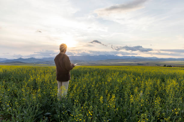 Farmer looks towards canola field, mountains distant