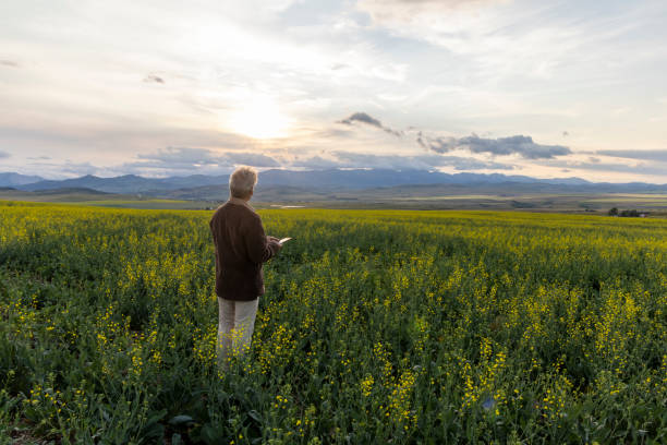 istock Farmer looks towards canola field, mountains distant 1554350059