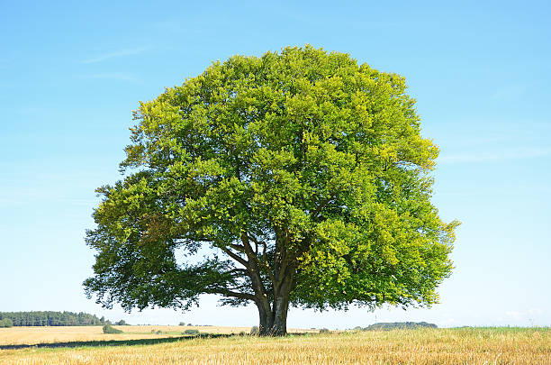 istock Old single beech tree on field stubble after harvest 155436878