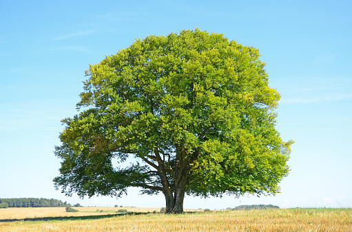 Leaves of English Oak, quercus robur or quercus pedunculata, Forest near Rocamadour in the South West of France