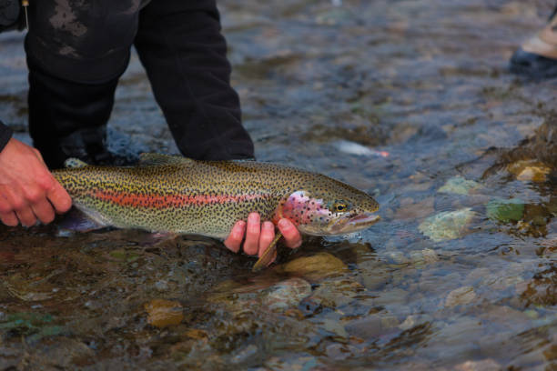 istock Trout Caught Flyfishing in Alaska 155436962