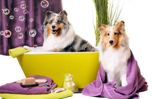 Shetland sheepdogs in dog grooming set-up. Studio shot. **Isolated on white from camera.