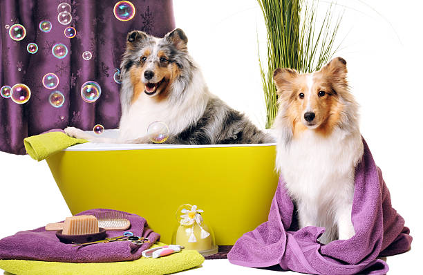 Dog grooming Shetland sheepdogs in dog grooming set-up. Studio shot. **Isolated on white from camera. pet grooming salon stock pictures, royalty-free photos & images