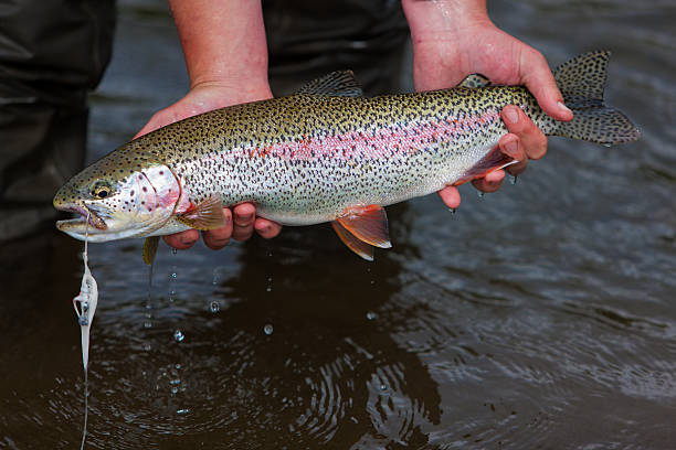 istock Rainbow Trout Caught Fly Fishing in Alaska 155437043