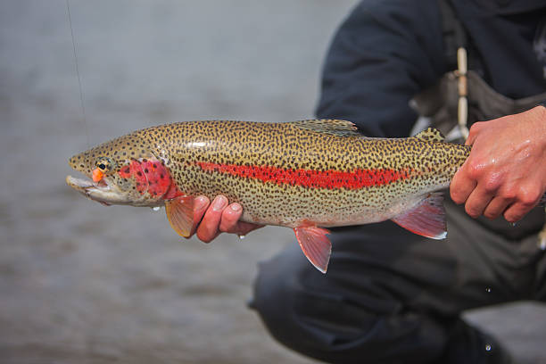 istock Rainbow Trout Caught Fly Fishing in Alaska 155437061