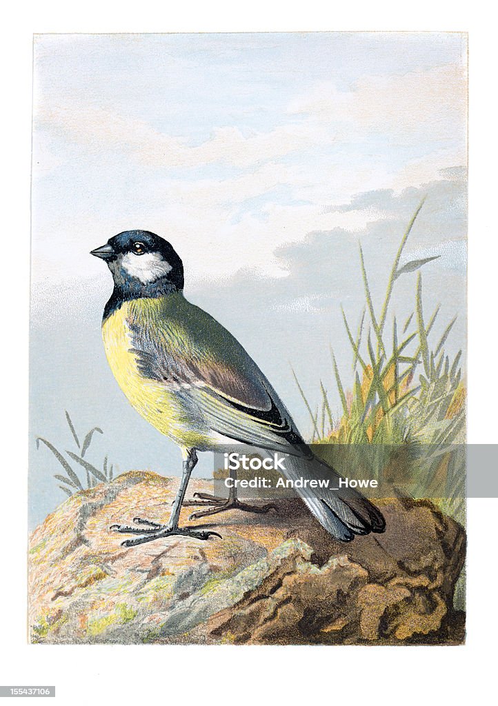 Kohlmeise Chromolithograph - Lizenzfrei Farbbild Stock-Illustration