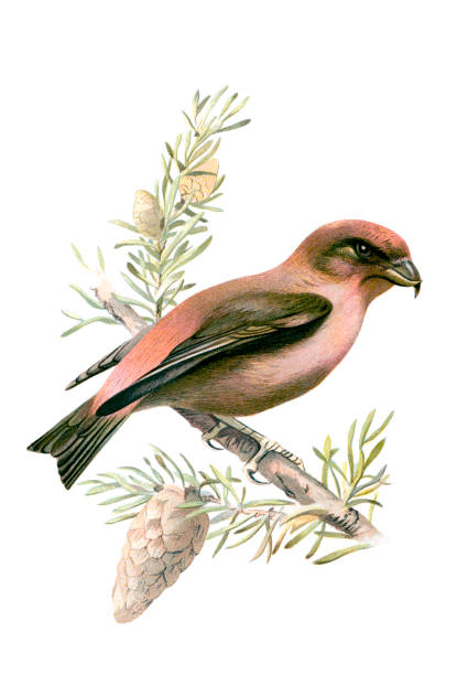 Crossbill Chromolithograph Crossbill Chromolithograph public domain images stock illustrations