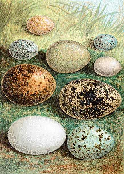 British - European Birds Eggs Chromolithograph Birds Eggs Chromolithograph public domain images stock illustrations
