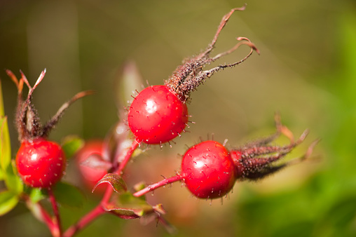 Macro capture of the seeds of a wild rose  (rosehip) bush.