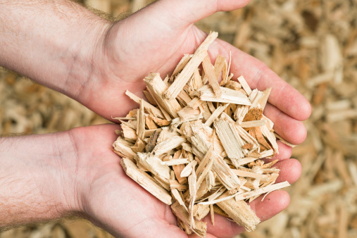 A man holding wood chips, prepared and ready for use as fuel for a biomass boiler.