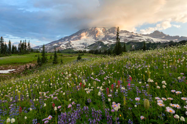 istock Mount Rainier Wildflowers Sunrise 155437221
