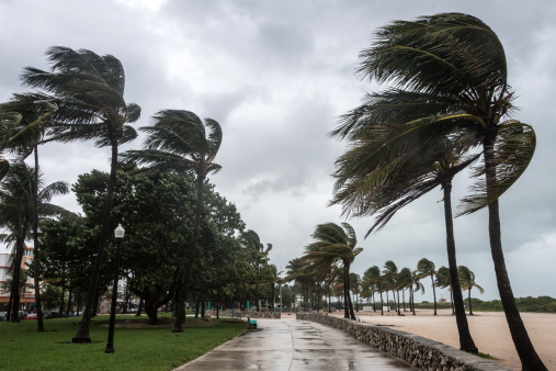 Palm trees during strong hurricane force winds in tropical gulf of mexico