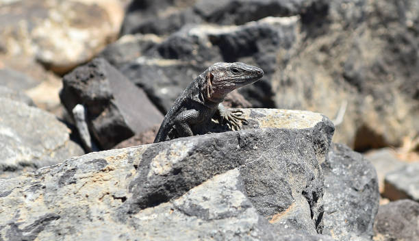 istock a giant lizard from the canary islands 1554375617