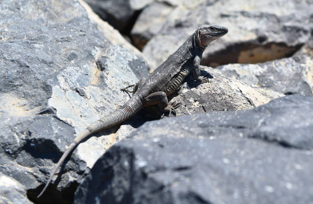 istock a giant lizard from the canary islands 1554375622