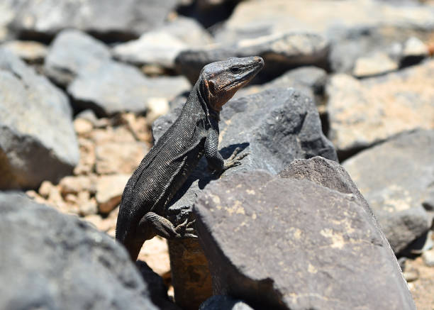 istock a giant lizard from the canary islands 1554375631