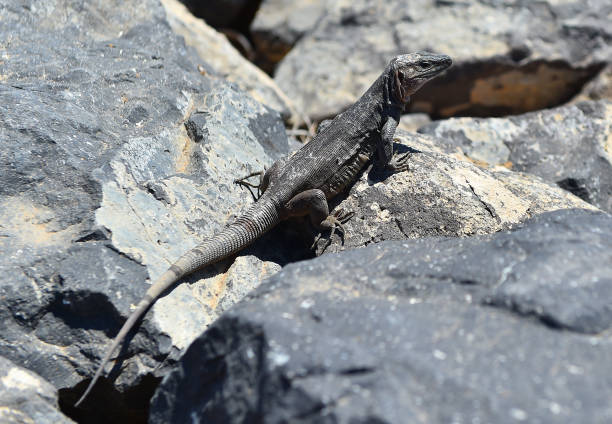 istock a giant lizard from the canary islands 1554375997