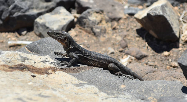 istock a giant lizard from the canary islands 1554376141