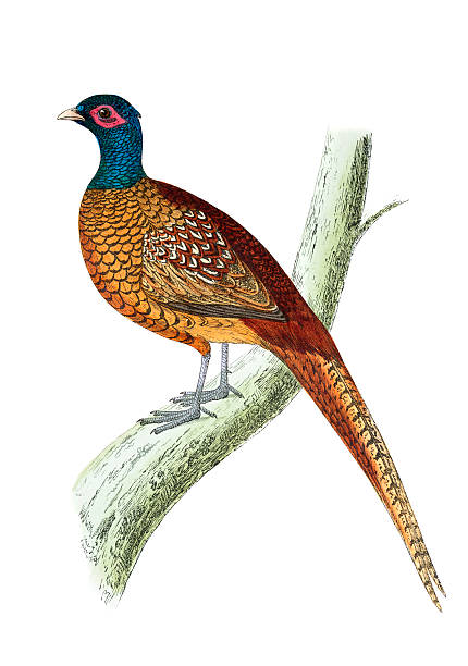 ilustrações, clipart, desenhos animados e ícones de faisão-mão, entalhes de cores - faisão ave de caça