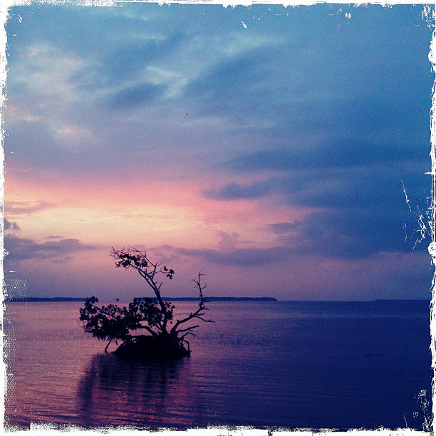 istock Sunrise in the Everglades National Park, Dramatic Sky, Florida 155437796