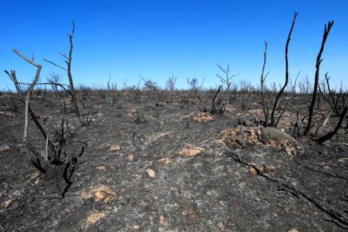 Burnt trees on the site of a fire on a bright sunny day.