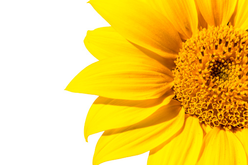 Close up of an absolutely awesome bright golden sunflower flower head. Vibrant yellow petals and florets. The sunflower surprisingly grew unintentional on a balcony. It came out of a seed of the winter bird food.  The macro image was isolated on white for ease of use. Copy space. Horizontal orientation.